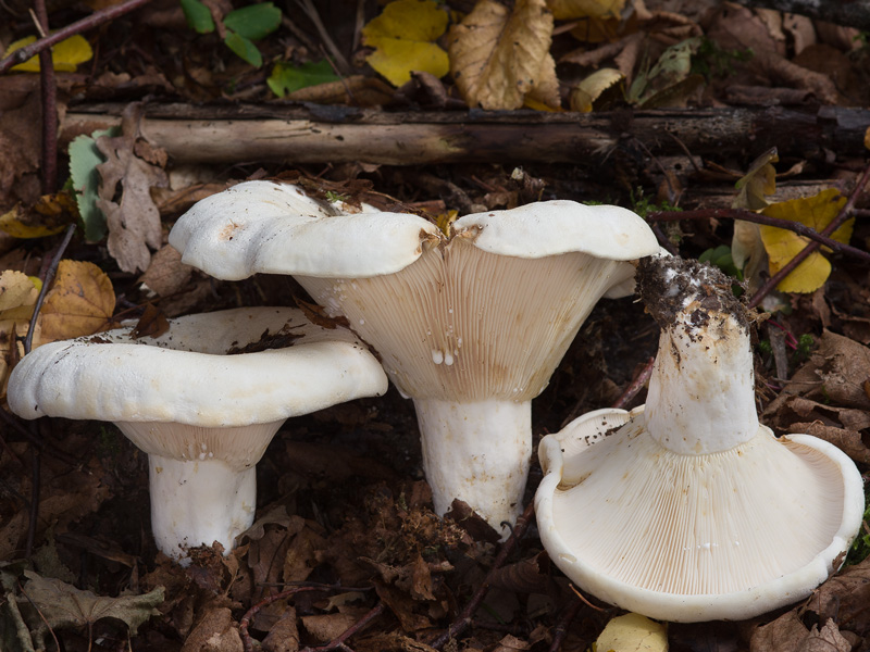 Lactarius vellereus